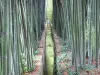 Bambouseraie de Prafrance - Bambouseraie d'Anduze (sur la commune de Générargues), jardin exotique : rigole bordée de bambous