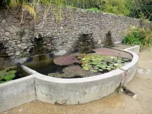 Bambouseraie de Prafrance - Bambouseraie d'Anduze (sur la commune de Générargues), jardin exotique : petit bassin avec des nénuphars et des lentilles d'eau