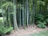 Bambouseraie de Prafrance - Bambouseraie d'Anduze (sur la commune de Générargues), jardin exotique : tiges de bambous et fougères