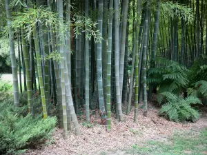Bambouseraie de Prafrance - Bambouseraie d'Anduze (sur la commune de Générargues), jardin exotique : tiges de bambous et fougères
