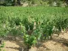 Bandol vineyards - Vines