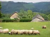 Baskenland-Landschaften - Schafherde auf einer Wiese, Bauernhof und grünende Hügel; in der Soule