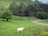 Baskenland-Landschaften - Kuh auf einer Wiese am Strassenrand; in der Soule