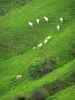 Baskenland-Landschaften - Weidende Kühe auf den grünenden Hängen eines Hügels