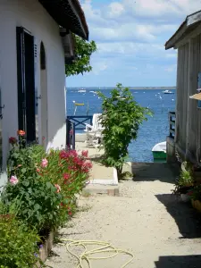 Bassin d'Arcachon - Cabanes fleuries du village ostréicole du Canon, sur la commune de Lège-Cap-Ferret, avec vue mer