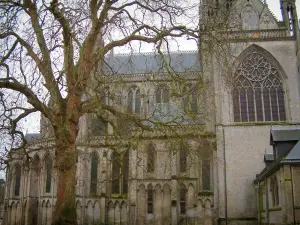 Bayeux - Cathédrale Notre-Dame et arbre