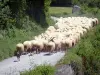 Béarn的风景 - 绵羊群在道路的