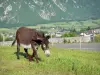 Béarn的风景 - 驴在俯瞰奥索谷的草地上