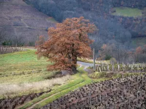 Beaujolais vineyards - Vineyards and trees