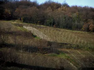 Beaujolais vineyards - Vineyards and trees