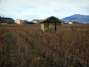 Beaujolais vineyards - Vineyards, hut and houses