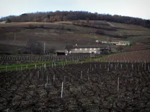 Beaujolais vineyards - Houses and vineyards of the Brouilly mount