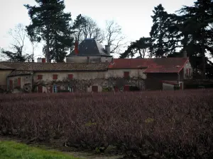 Beaujolais vineyards - Vineyards and house