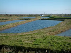 Becken von Marennes-Oléron - Austernbecken: Becken