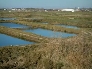 Bekken van Marennes-Oléron - Oyster bekken: helder