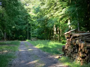 Bellême forest - Forest road, piles of cut wood and trees in the forest; in the Perche Regional Nature Park