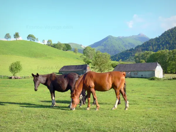 Bénou plateau - Horses in a meadow of the Bénou plateau, with views of the surrounding mountains; in Béarn