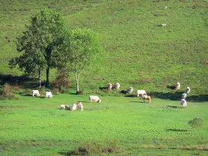 Bénou plateau - Herd of cows in a pasture