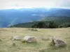 Berg Aigoual - Vom Berg Aigoual aus, Blick auf die umliegenden bewaldeten Landschaften; im Aigoual Massiv, im Nationalpark der Cevennes (Cevennes Massiv)