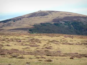 Berg Aigoual - Heide und Weide des Berges Aigoual; im Aigoual Massiv, im Nationalpark der Cevennes (Cevennes Massiv)