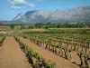 Berg Sainte-Victoire - Gebied van de wijngaarden en de Mont Sainte-Victoire