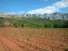Berg Sainte-Victoire - Field of wijnstokken (rode aarde), bomen en Sainte-Victoire berg op de achtergrond