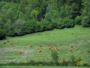 Berge von Ambazac - Kühe Limousin in einer Weide, Bäume