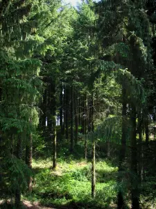 Berge von Ambazac - Bäume eines Waldes