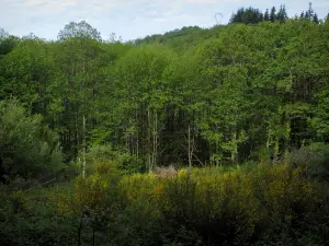 Berge von Blond - Bäume eines Waldes und blühender Ginster