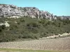 Bergmassiv Clape - Regionaler Naturpark Narbonnaise en Méditerranée: felsiger Steilhang, Garide und Rebstöcke