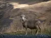 Bergpas van le Galibier - Route des Grandes Alpes schapen langs de Route du Galibier, wilde kruiden en alpiene gras