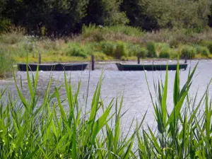 Berry landscapes - La Brenne Regional Nature Park: reeds in the foreground with a view of the Mer Rouge lake and small boats