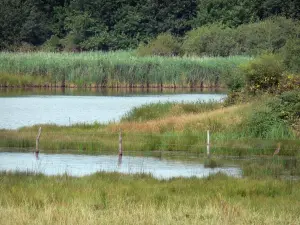 Berry landscapes - La Brenne Regional Nature Park: meadow, lake and reedbed (reeds)
