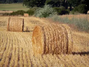 Berry landscapes - Hay bales in a field