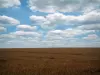 Berry landscapes - Wheat field and clouds in the blue sky