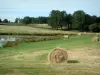 Berry landscapes - Straw bales, pond dotted with water lilies, pastures with herds of sheeps and cows, trees