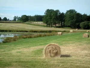 Berry landscapes - Straw bales, pond dotted with water lilies, pastures with herds of sheeps and cows, trees