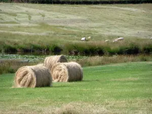 Berry landscapes - Straw bales, pond dotted with water lilies and pasture with sheeps