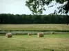 Berry landscapes - Branches of a tree, straw bales, pond dotted with water lilies, pasture and forest