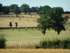 Berry landscapes - Trees and fields dotted with straw bales