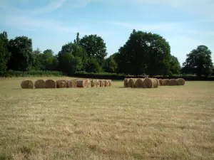 Berry landscapes - Field with lined straw bales, trees in background