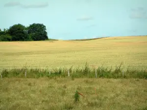 Berry landscapes - Pasture, wheat field and trees