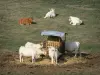 Besbre valley - Herd of cows in a pasture