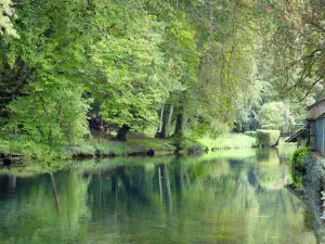 Bèze - Rivier de Bèze omzoomd met bomen