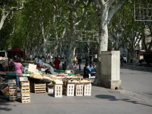 Béziers - Allées Paul-Riquet : marché aux fruits et légumes, platanes (arbres)