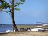 Biscarrosse and Parentis lake - Tree and picnic table at the edge of the lake