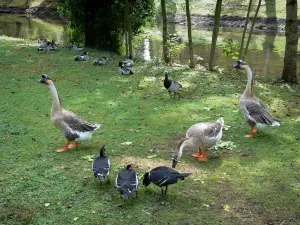Blumenpark La Source - Wasservögel am Ufer des Flusses Loiret