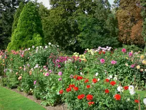 Blumenpark La Source - Dahliengarten (blühende Dahlien) und Bäume