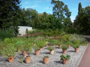 Blumenpark La Source - Pflanzen und Büsche in Töpfen, Bäume im Hintergrund