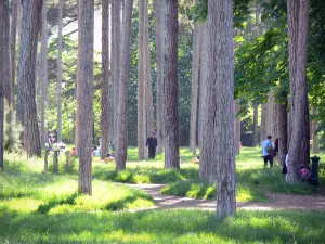 Bois de Boulogne - Repos sous les arbres de la forêt